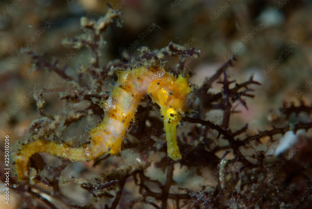 Thorny Seahprse Hippocampus histrix
