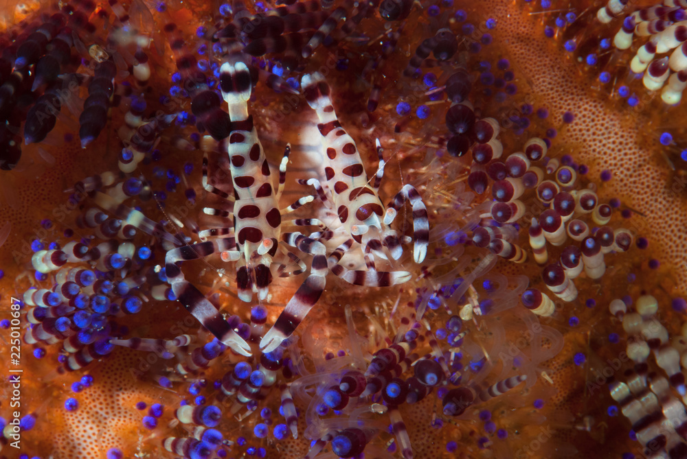 Foto de Coleman Shrimp Periclimenes colemani do Stock Adobe Stock