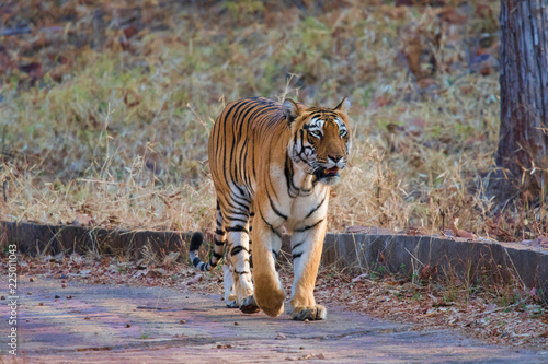 Tigers of Tadoba (Maya, Matkasur, Choti Tara) national park, India photo