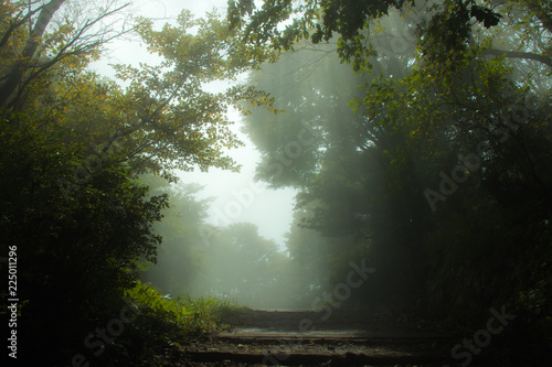 Rays in foggy forest