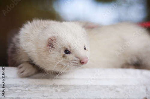 Ferret