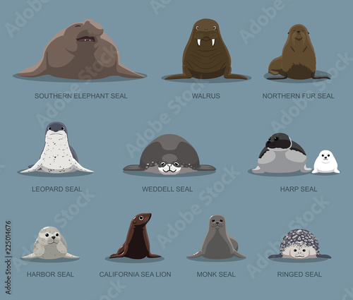 Pinniped Sitting Front Set Cartoon Vector Illustration
