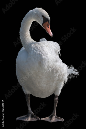 isolated cute swan on black background