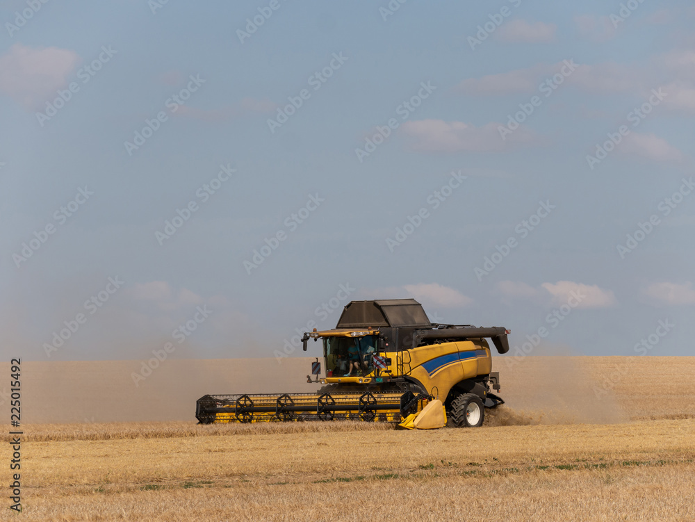 Obraz premium Yellow combine harvesters on the field. Combine harvest on grain field. Summer harvest and blue sky. Harvesting on grain field. Harvests wheat in the fields in summer.