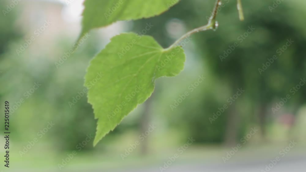 Slow motion handheld closeup of wet linden leaves Slow motion handheld closeup of wet linden leaves
