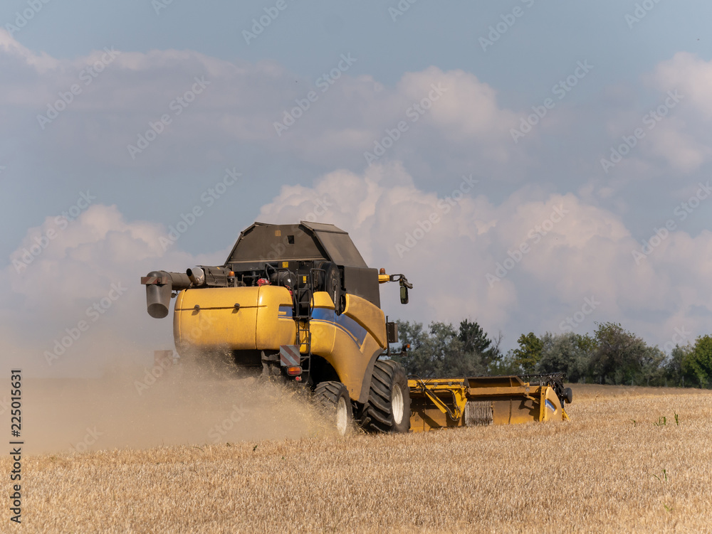 Obraz premium Yellow combine harvesters on the field. Combine harvest on grain field. Summer harvest and blue sky. Harvesting on grain field. Harvests wheat in the fields in summer.