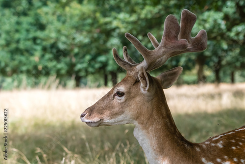 Portrait of a proudly looking deer