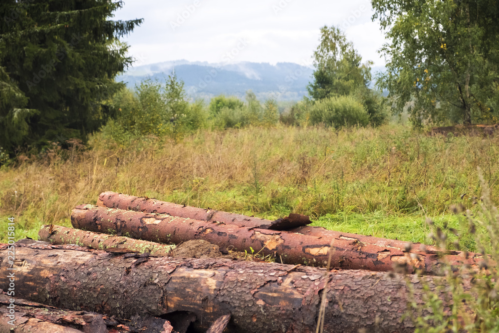 Still life in a forest with timber Still life in a forest with timber