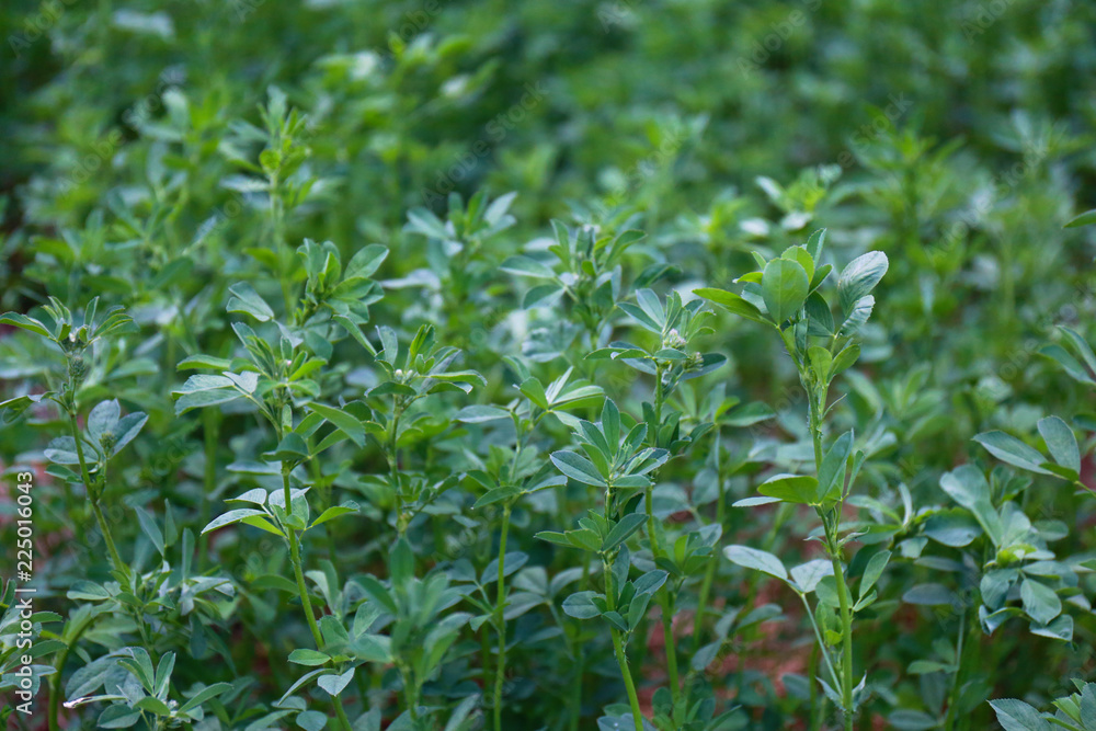Clover Clover