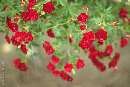 Blooming climbing little red roses (Blaze Improved ) wet with dew,after rain.