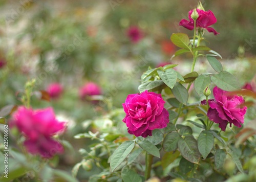Blooming pink rose (Pastel Mauve) wet with dew,after rain.