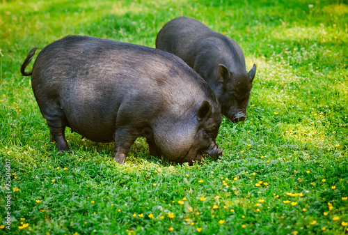 Vietnamese Pot-bellied pig  graze on the lawn with fresh green grass.