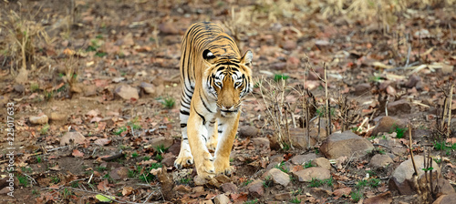 Tigers of Tadoba (Maya, Matkasur, Choti Tara) national park, India photo