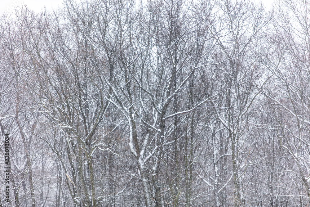 Fototapeta premium winter forest wonderland