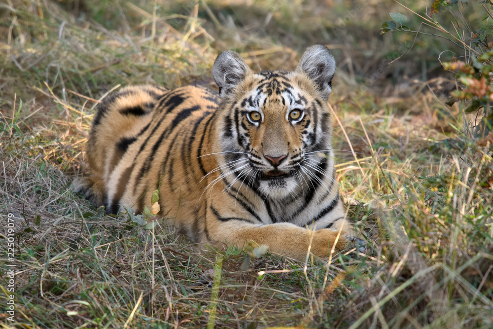 Obraz premium Tigers of Tadoba (Maya, Matkasur, Choti Tara) national park, India