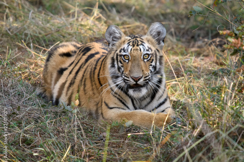 Tigers of Tadoba (Maya, Matkasur, Choti Tara) national park, India