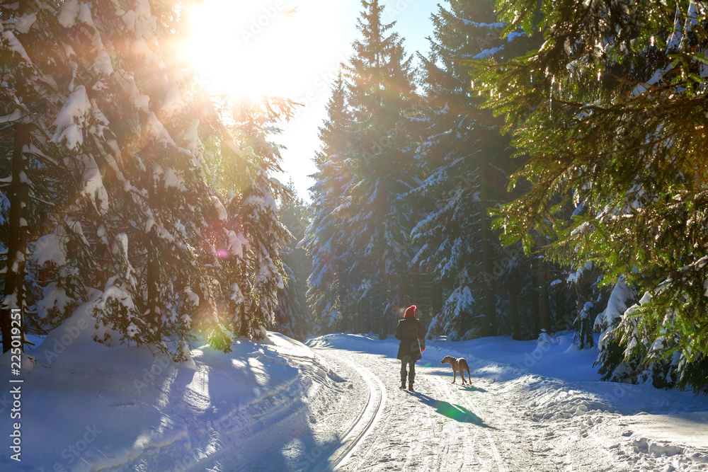 Frau und Weimaraner Jagdhund machen einen Spaziergang im sonnigen Winterwald - obrazy, fototapety, plakaty 