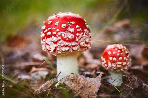 Amanita muscaria, commonly known as amanita or fly. Poisonous fungus in a natural environment in the autumn forest