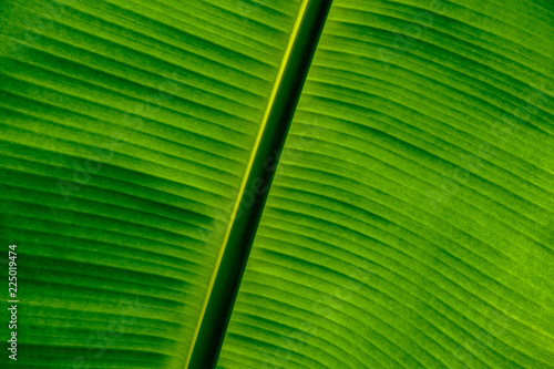 Close up green banana leaf background with beautiful natural lines. As a wallpaper