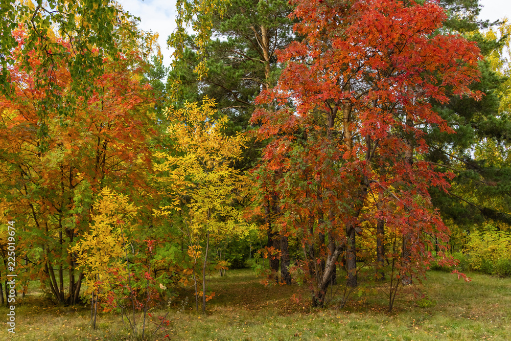 Beautiful view in autumn park, background Beautiful view in autumn park, background