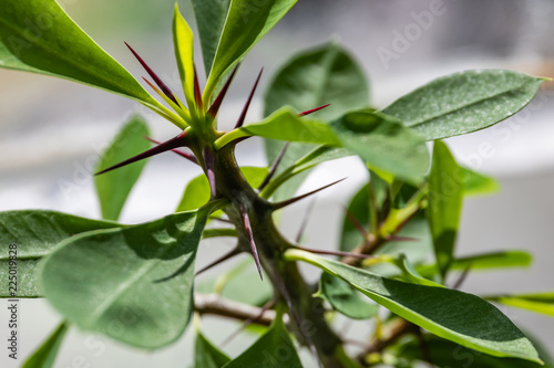 Euphorbia close-up. Medicinal plant.