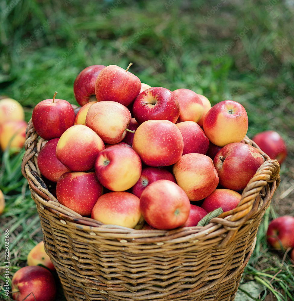 Apple harvest. Ripe red apples in the basket on the green grass. Apple harvest. Ripe red apples in the basket on the green grass.