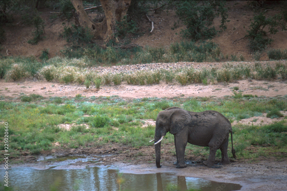 Fototapeta premium African Elephant on the plaines of Kruger National Park, South Africa.