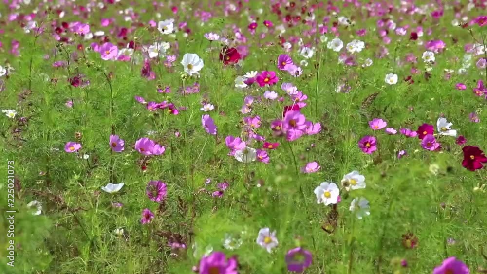風に揺れるコスモス(福島県・猪苗代町) 風に揺れるコスモス(福島県・猪苗代町)
