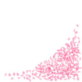 Sakura petals falling down. Romantic pink silky small flowers. Thick flying cherry petals. Bottom ri