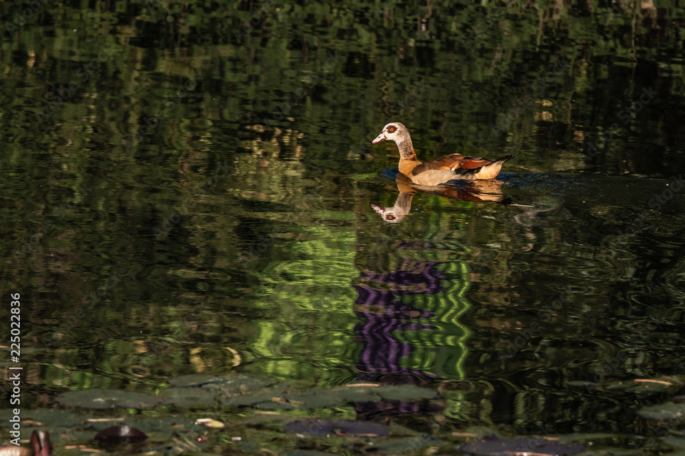 a duck swiming in a lake in Westbroekpark in the hague a duck swiming in a lake in Westbroekpark in the hague