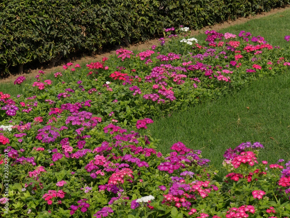 Bed of colorful bright flowers in the garden