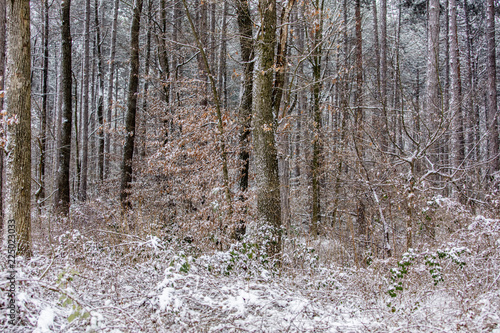 winter forest wonderland