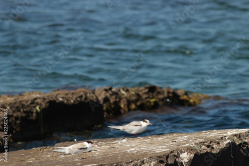 РЕЧНАЯ КРАЧКА - Sterna hirundo L. Отряд Ржанкообразные –Charadriiformes. Семейство Чайковые –Laridae.