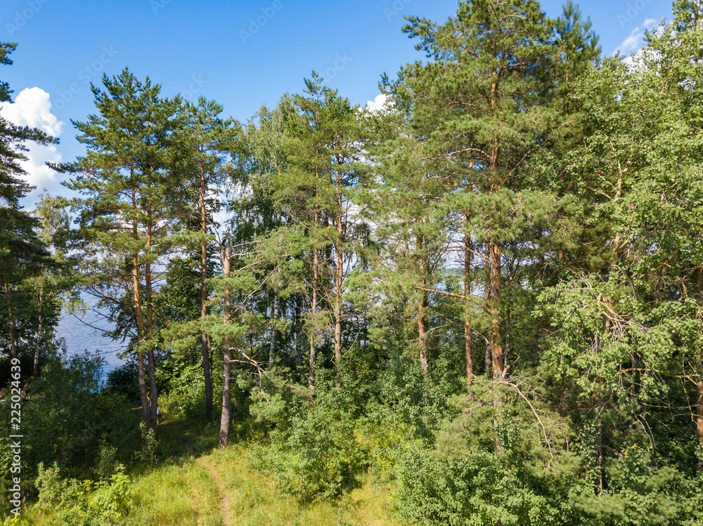 Fototapeta premium Aerial view to pine forest, lake and blue sky with white clouds. Summer russian landscape.