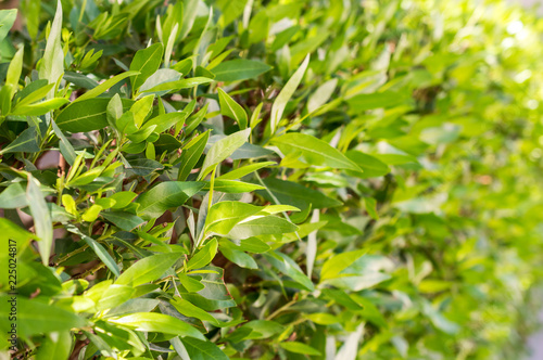 Green leaves on bush as natural summer background.