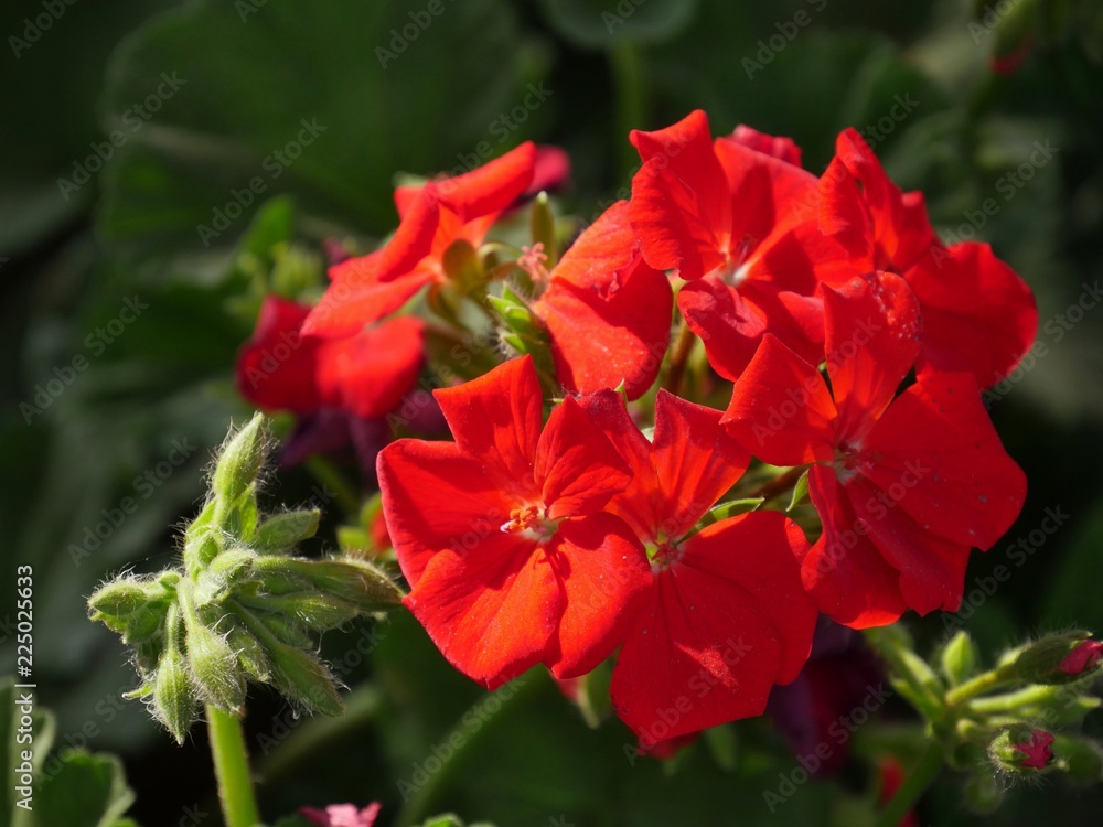 Bunch of red geranium flowers with blurred background Bunch of red geranium flowers with blurred background