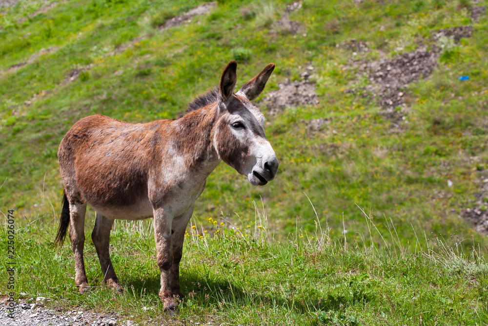 Portrait of a donkey in the mountains.