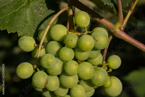 Weintrauben im Herbst