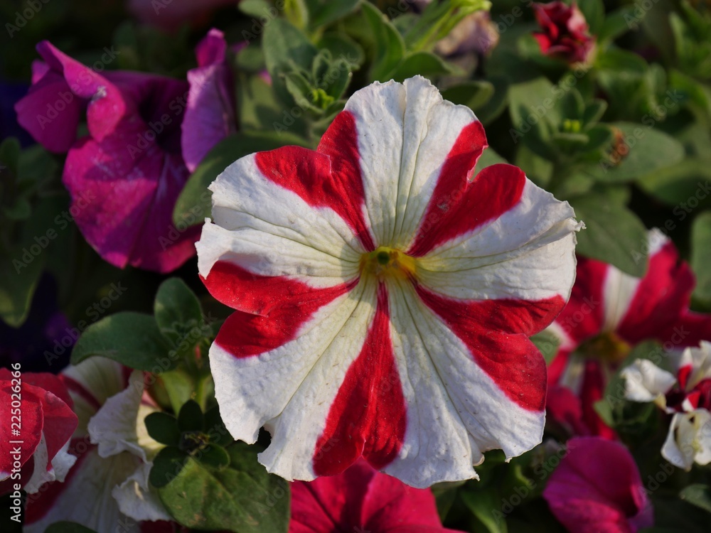 Close up of striped red and white petunia flower in the garden Close up of striped red and white petunia flower in the garden