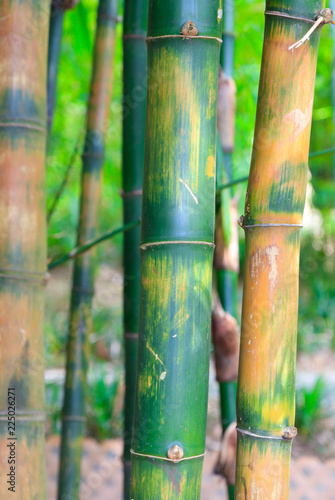 A Bamboo Stalk