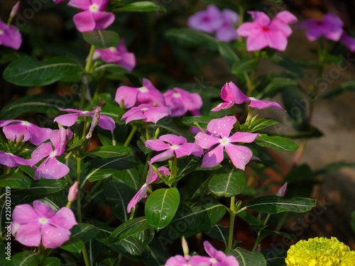 Wide shot of purple periwinkle flowers wet with dew drops in the garden