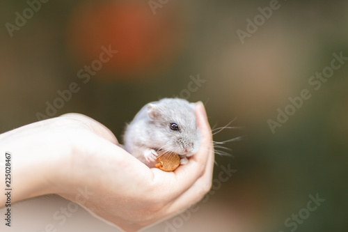 A small and adorable hamster on hands