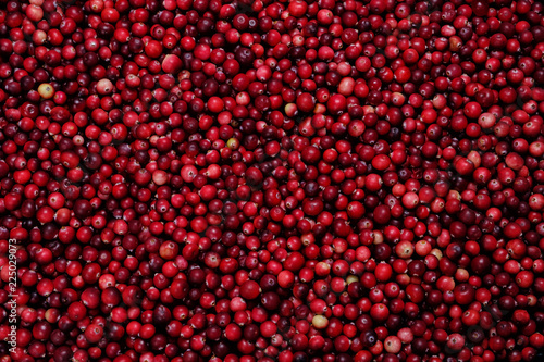background of cranberries © the_mist