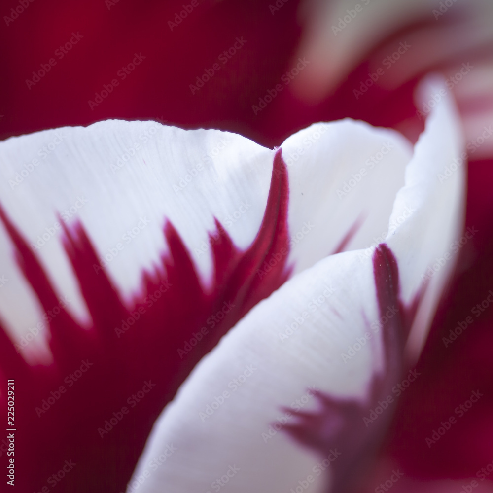 Φωτογραφία Red and white tulip flower detail