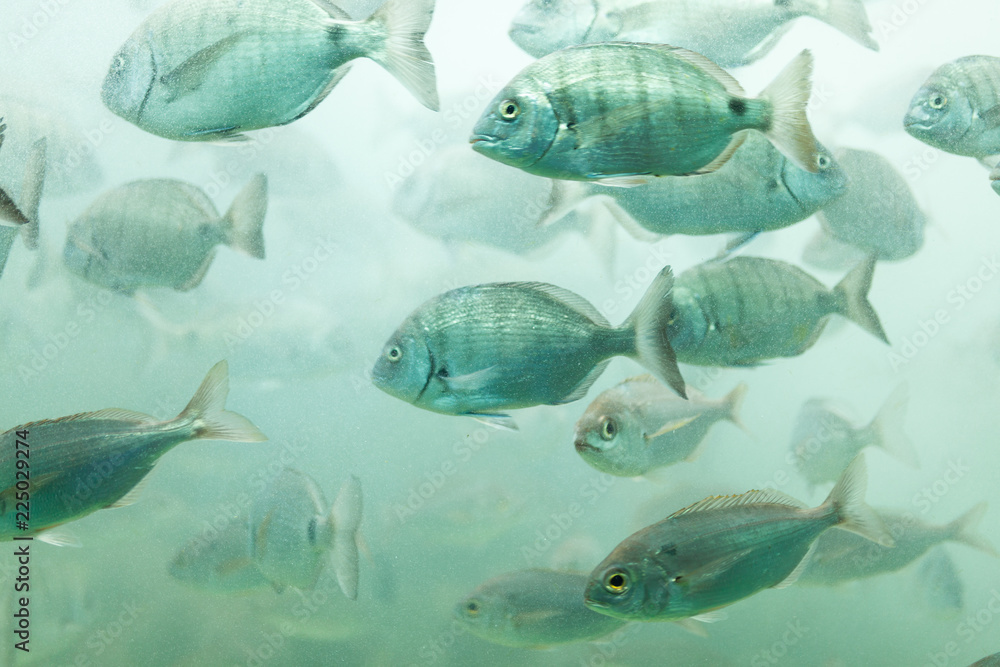 Fishes in aquarium or reservoir ubder water on fish farm Fishes in aquarium or reservoir ubder water on fish farm