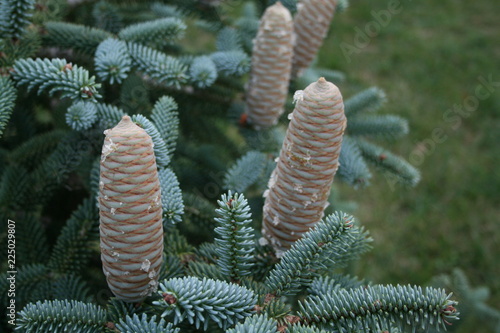 Cones