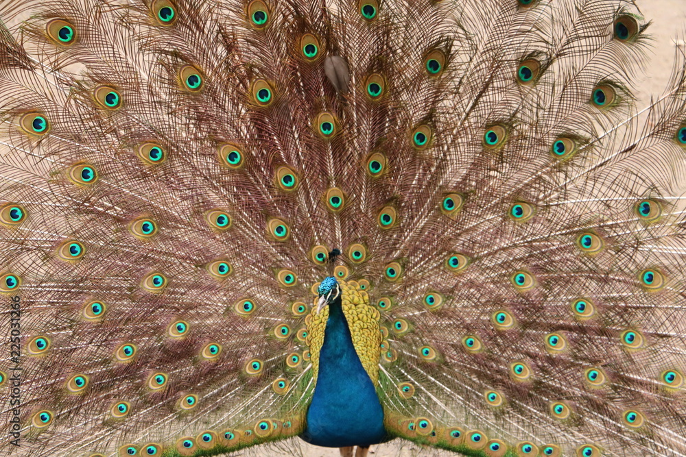Obraz premium Der Pfau