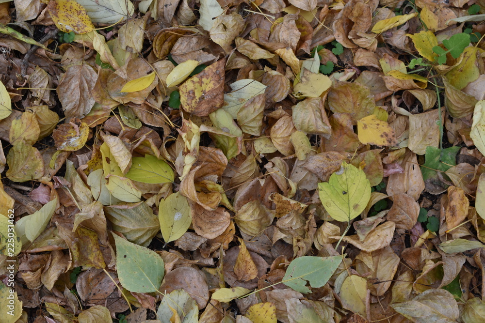 deciduous deciduous