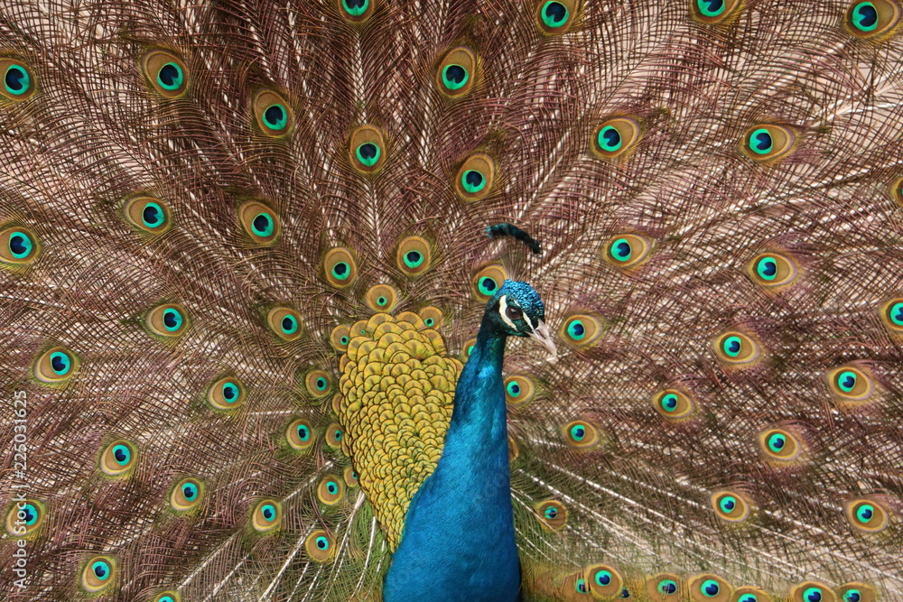 Obraz premium Der Pfau