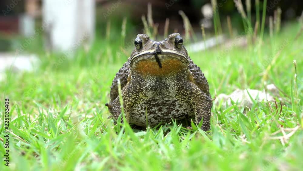 The toad are posing on grass on a nature background.
The toad are posing on grass on a nature background.